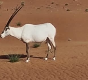 Araische Oryx