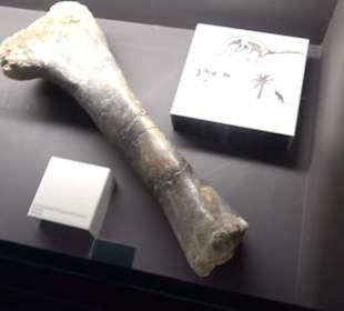 Jura-Museum