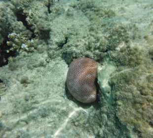 Hausriff, rechts von der Marina