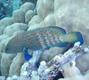 Juwelen-Zackenbarsch