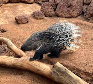 Tiere