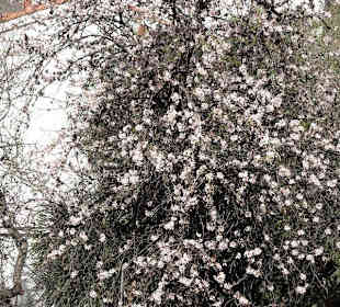 Herrliche Mandelblüte