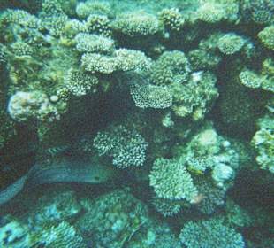 Tolle Unterwasserwelt