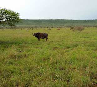 Sarova Salt Lick Game Lodge
