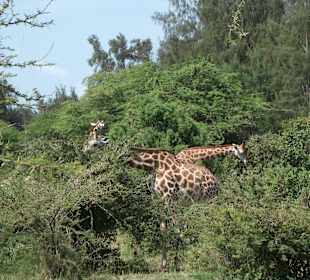 Giraffen am Eingang des Parks