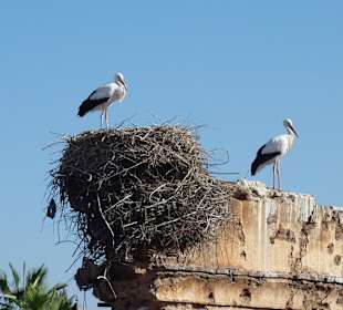 Hoch über Marrakech`s Dächern