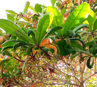 Muharraq Alte Häuser mit Kulturpass