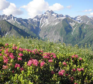 Alpenrosen am Kegelkopf