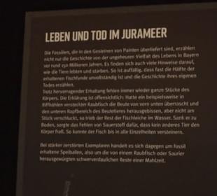 Dinosaurier Museum Altmühltal