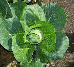 Im Südtiroler Bauerngarten von Trauttmansdorff