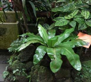 Tropicarium