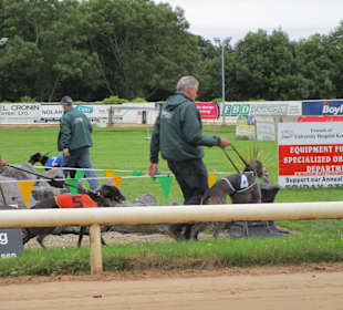 Windhundrennen Tralee