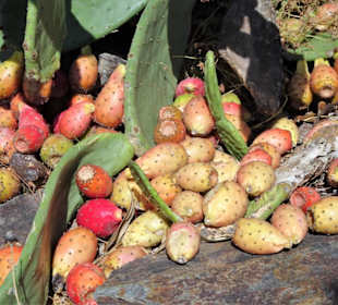 Kaktusfeigen im Jardin Méditerranéen