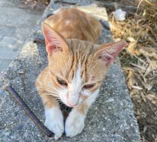 Stadtrundgang Amoudara