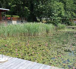 Natur pur im klaren Klopeinersee