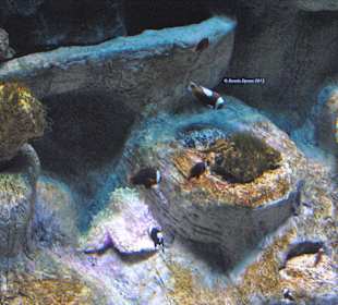 Aquarium
