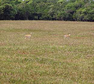 Antilopen während des Katamaranausfluges