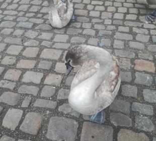 Stadtrundfahrt in Prag