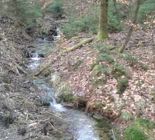 Spaziergang im Wald direkt am Hotel