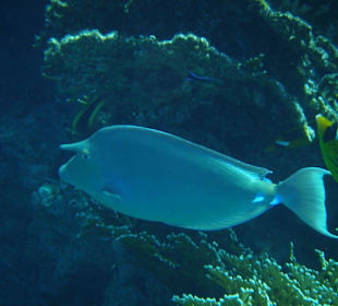 Nasendoktorfisch am Hausriff Hotel Iberotel Lamaya Resort