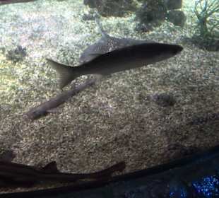 Sea Life