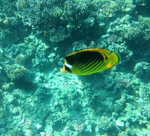 Hausriff - iPhone 5 im DiCAPac Plastik Case