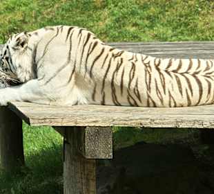 Kameltheater & Weißer Hof