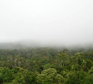 Nebel über dem Regenwald