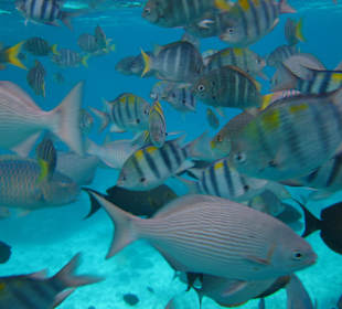 Bunte Fische