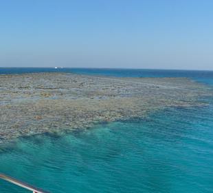 Delfinausflug mit Schnorcheln