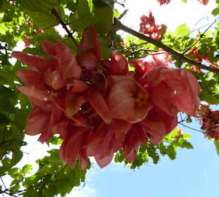 Botanischer Garten