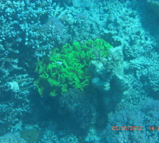 Подводный мир возле отеля