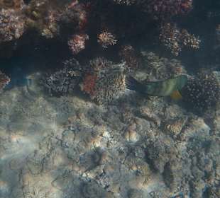 Schnorcheln Hurghada