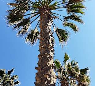 Wandern Can Picafort