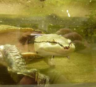 Froschkopf - Schildkröte