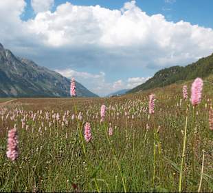 Wandern Sils im Engadin/Segl