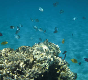 Am rechten Strand viele Korallen und Fische 