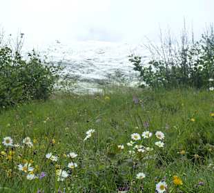 Blumenwiese 
