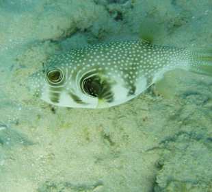 Direkt am Hotelstrand vom Mina Mark