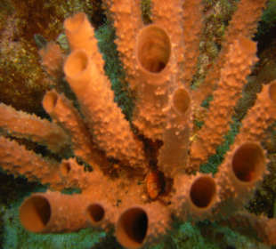 Bild vom Card Partner