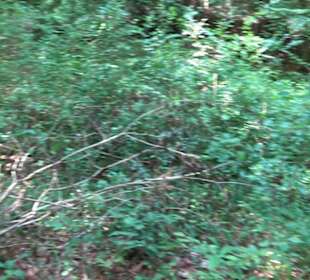 Keltische Grabstätten