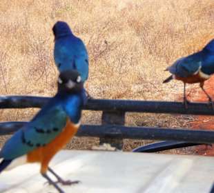 Lilac breasted Roller