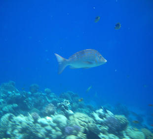 Aus dn Tiefen des roten Meers