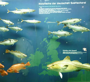 Ausstellung im Museum