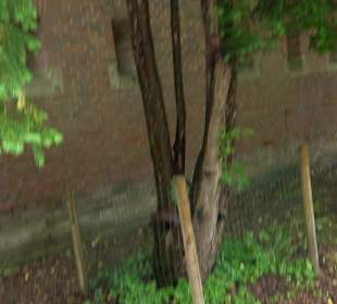 Baumlehrpfad Glacis Park