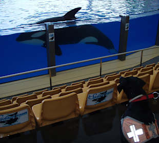 Behinderten-Begleithund bestaunt Riesen-Orca