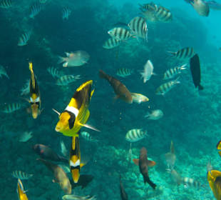 Ausflug Giftun Inseln