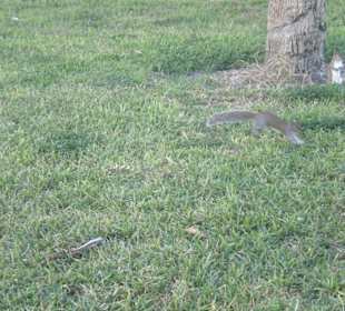 Park