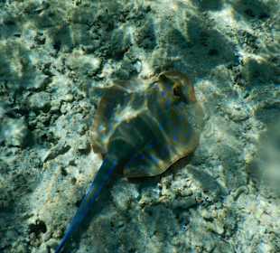 Schnorcheln mit Spaß