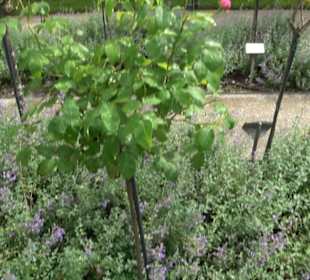 Rosengarten auf der Roseninsel